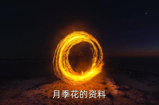 月季花的资料