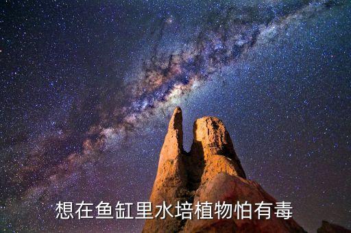 想在鱼缸里水培植物怕有毒