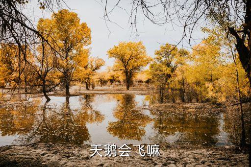天鹅会飞吗，天鹅会飞嘛