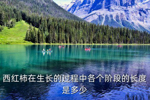 番茄生长过程，西红柿生长的过程