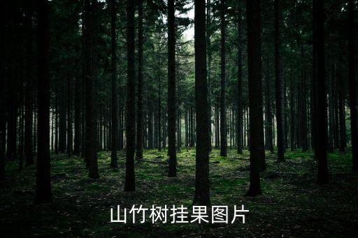 山竹树图片，山竹树挂果图片