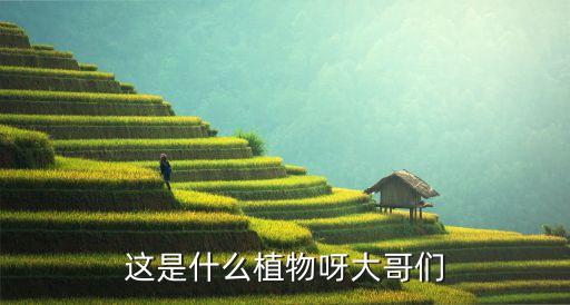 这是什么植物呀大哥们