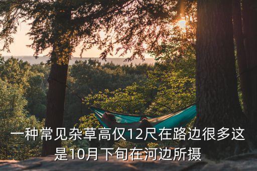 一种常见杂草高仅12尺在路边很多这是10月下旬在河边所摄