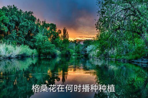 格桑花种子图片，格桑花在何时播种种植