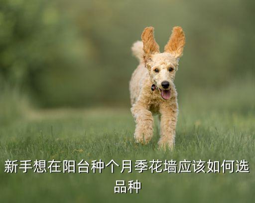 月季花墙，新手想在阳台种个月季花墙应该如何选品种