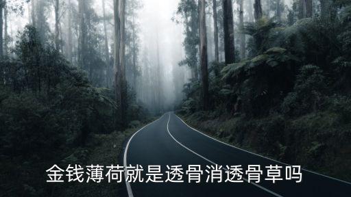 金钱薄荷，金钱薄荷就是透骨消透骨草吗