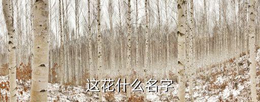 这花什么名字
