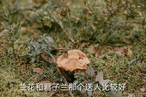 兰花和君子兰那个送人比较好