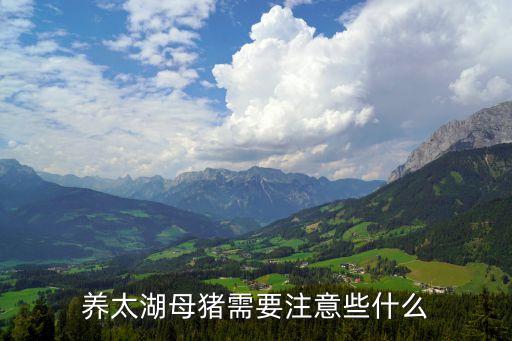 养太湖母猪需要注意些什么