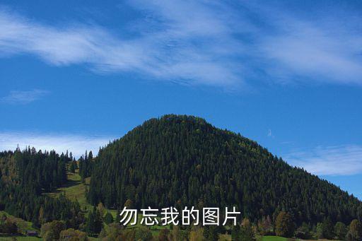 勿忘我的图片