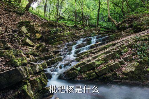枇杷核，枇杷核是什么
