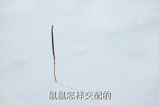 老鼠交配，小白鼠怎么配种