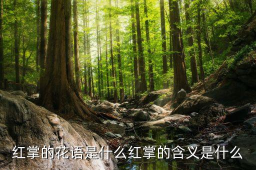 红掌的花语是什么红掌的含义是什么