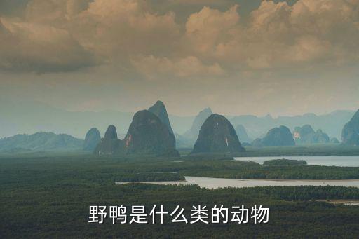 野鸭子是几级保护动物，野鸭子是几级保护动物