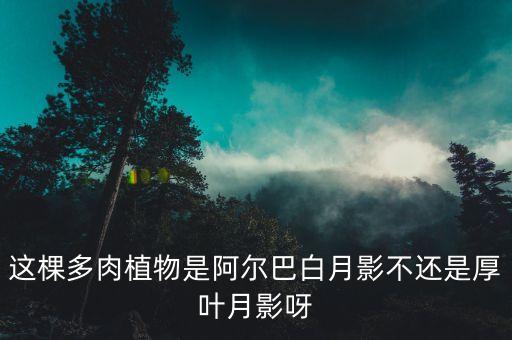 白月影，这棵多肉植物是阿尔巴白月影不还是厚叶月影呀