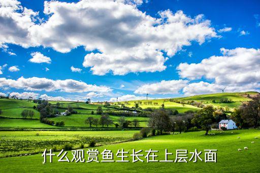 什么观赏鱼生长在上层水面