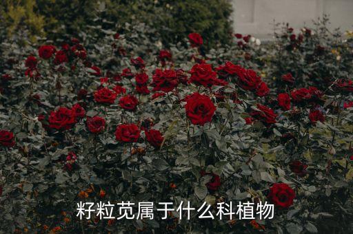 籽粒苋属于什么科植物