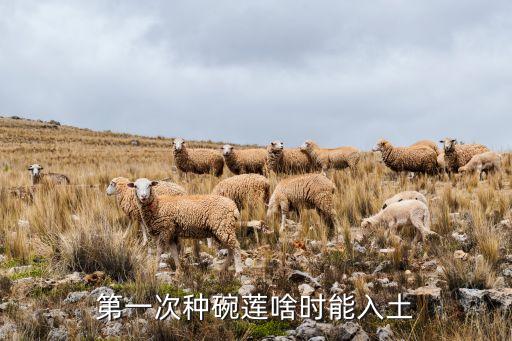 第一次种碗莲啥时能入土
