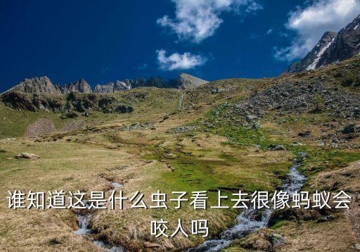 谁知道这是什么虫子看上去很像蚂蚁会咬人吗