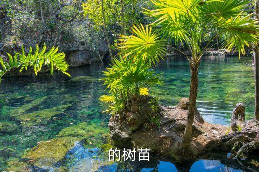 的树苗