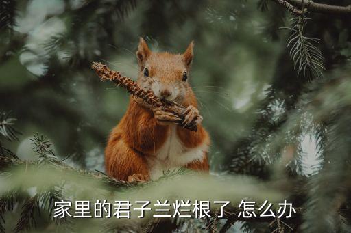 家里的君子兰烂根了 怎么办