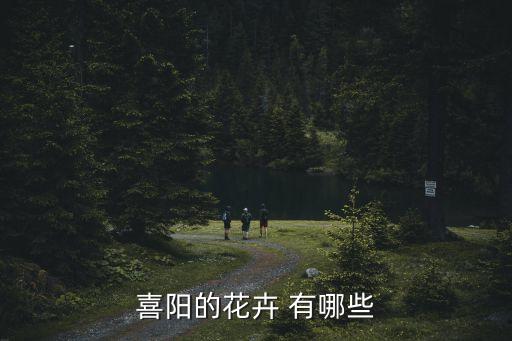 喜阳的花卉 有哪些