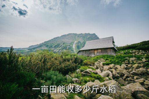 一亩田能收多少斤水稻