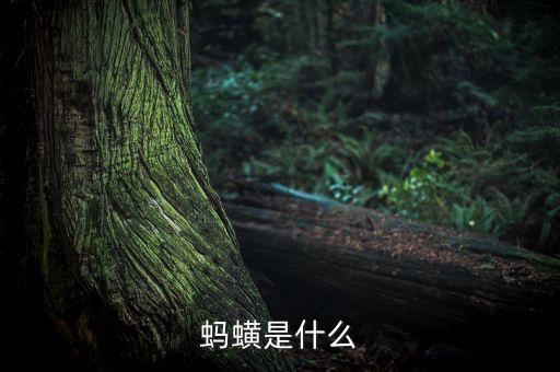 蚂蟥是什么
