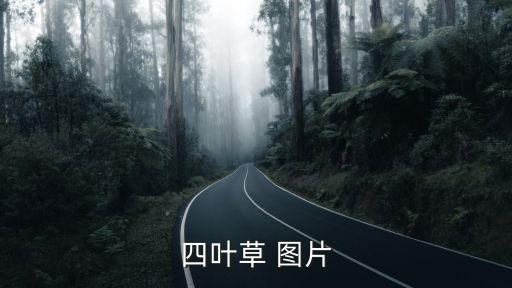 四叶草 图片