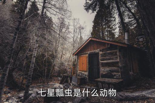 七星瓢虫是什么动物