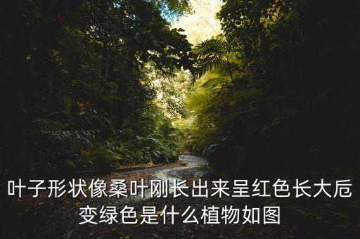 叶子形状像桑叶刚长出来呈红色长大卮变绿色是什么植物如图