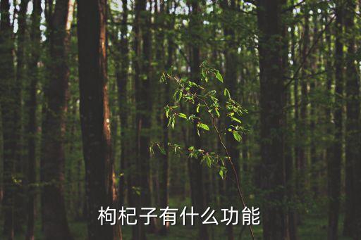 枸杞子有什么功能