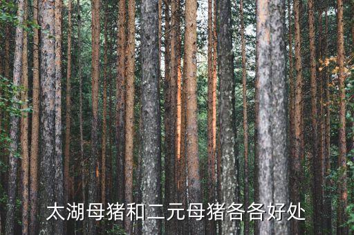 太湖母猪和二元母猪各各好处