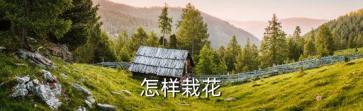 栽花，怎样掌握无土栽花技巧