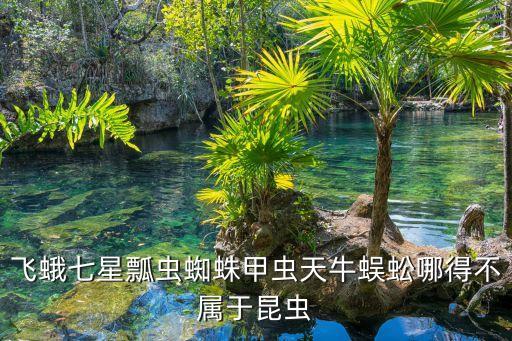 飞蛾七星瓢虫蜘蛛甲虫天牛蜈蚣哪得不属于昆虫