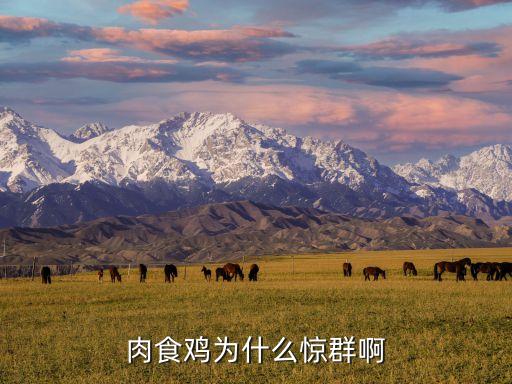 肉食鸡为什么惊群啊