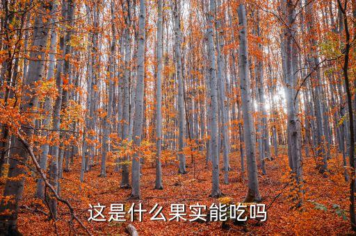 稠李，紫叶稠李有哪些品种