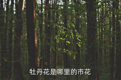 牡丹花是哪里的市花