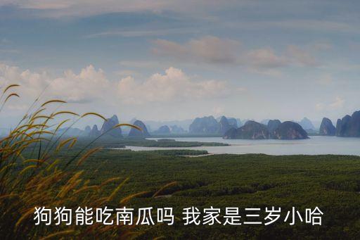 狗狗能吃南瓜吗 我家是三岁小哈