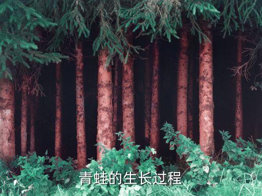 青蛙的生长过程