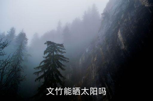文竹能晒太阳吗