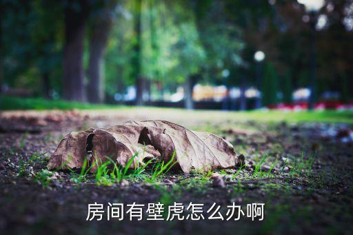 房间有壁虎怎么办，怎样赶走房间里的壁虎