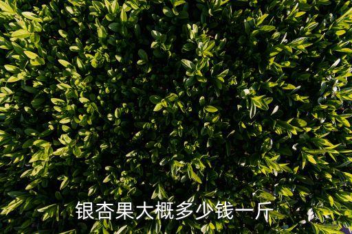 银杏果大概多少钱一斤