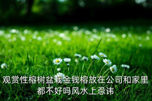 金钱榕树图片，人参榕树与金钱榕树叶子一样吗