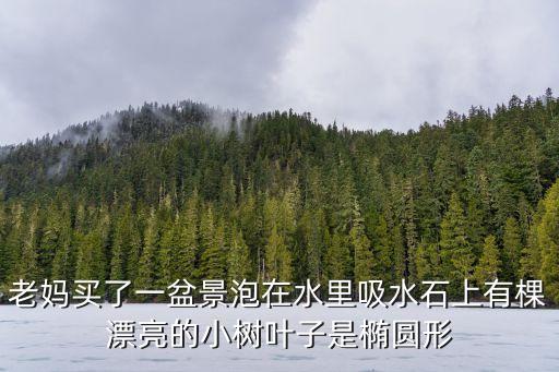 石榕，附石榕怎么设计
