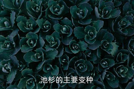 池杉，池杉的主要价值