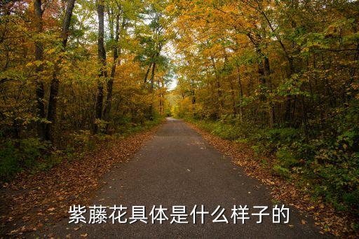 紫藤花具体是什么样子的