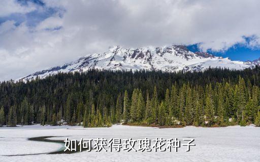 如何获得玫瑰花种子