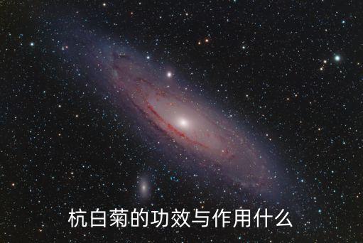 杭白菊的功效与作用什么
