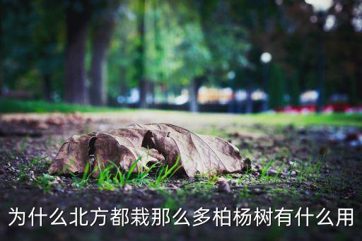 为什么北方都栽那么多柏杨树有什么用